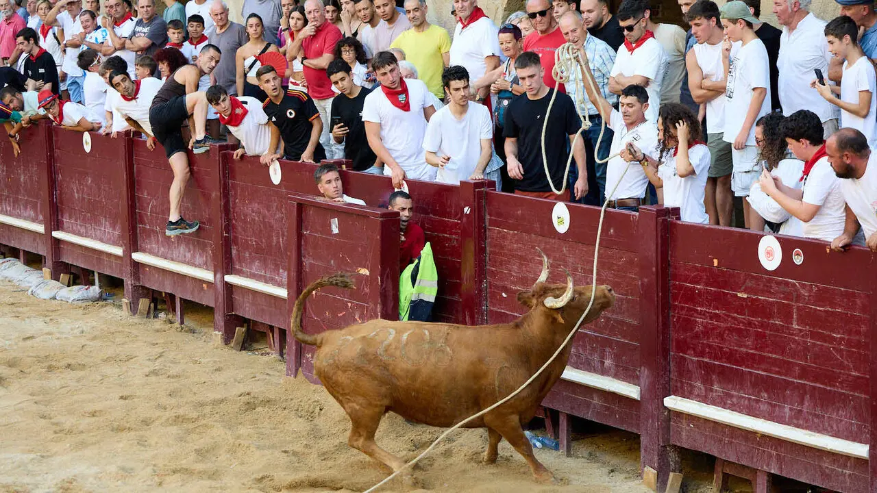 Vacas en Fiestas de Puente La Reina 2026. I&Ntilde;IGO ALZUGARAY