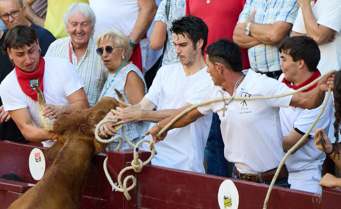 Vacas en Fiestas de Puente La Reina 2026. I&Ntilde;IGO ALZUGARAY