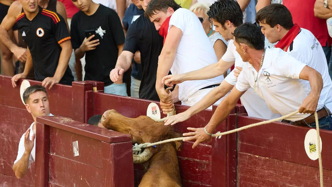 Vacas en Fiestas de Puente La Reina 2026. I&Ntilde;IGO ALZUGARAY