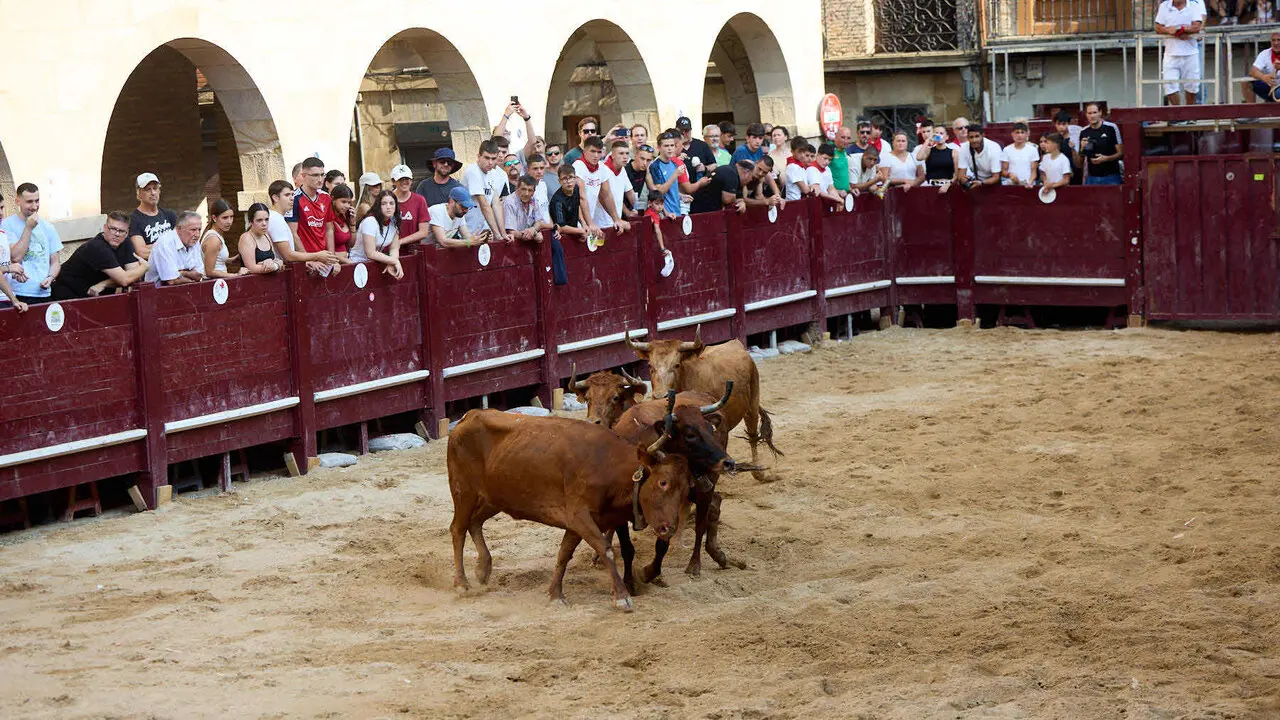 Vacas en Fiestas de Puente La Reina 2026. I&Ntilde;IGO ALZUGARAY