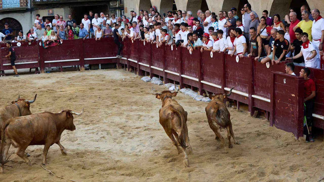 Vacas en Fiestas de Puente La Reina 2026. I&Ntilde;IGO ALZUGARAY