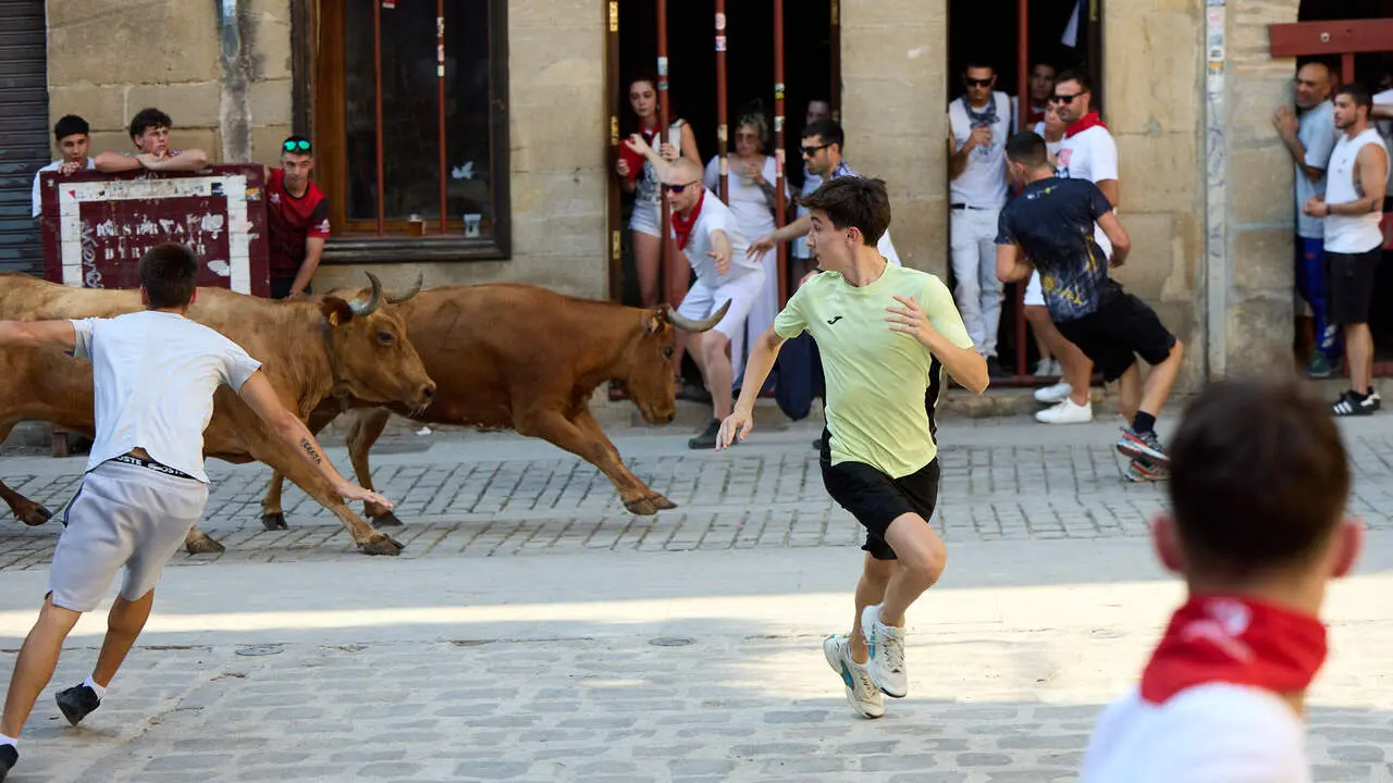 Vacas en Fiestas de Puente La Reina 2026. I&Ntilde;IGO ALZUGARAY