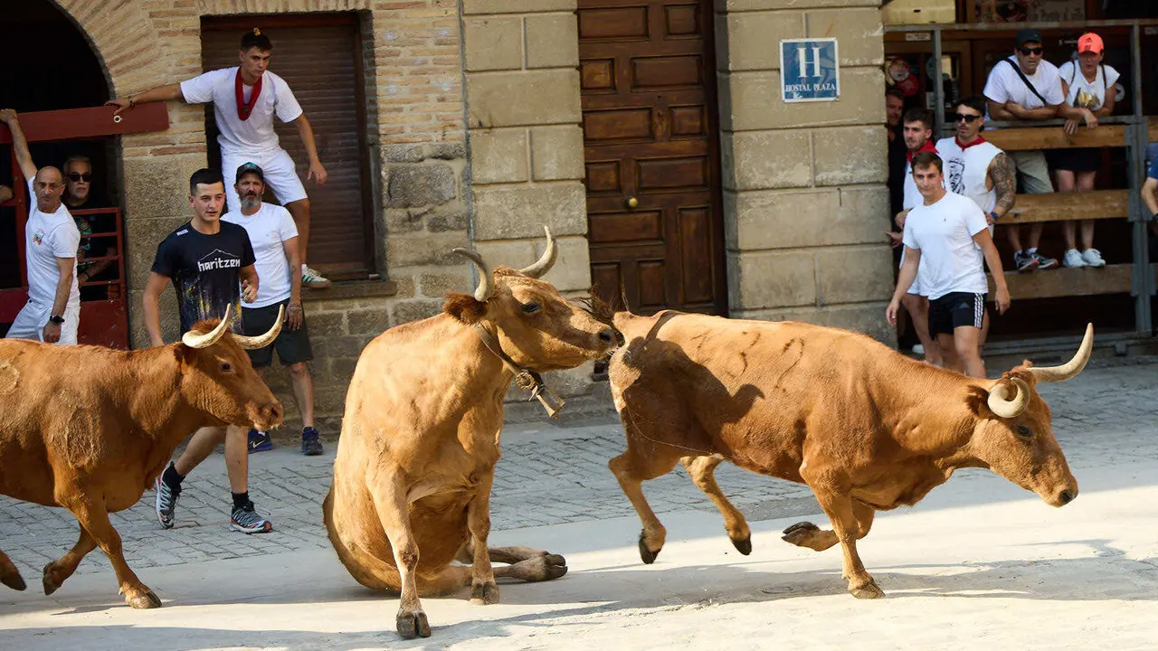 Vacas en Fiestas de Puente La Reina 2026. I&Ntilde;IGO ALZUGARAY
