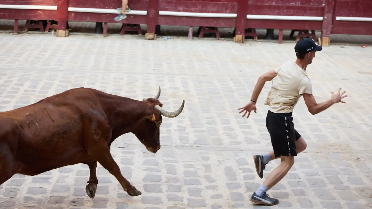 Vacas en Fiestas de Puente La Reina 2026. I&Ntilde;IGO ALZUGARAY