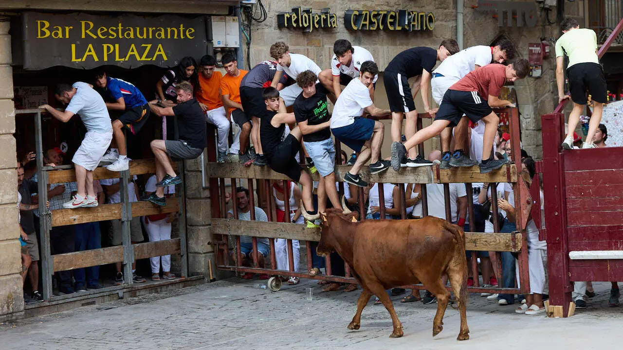 Vacas en Fiestas de Puente La Reina 2026. I&Ntilde;IGO ALZUGARAY