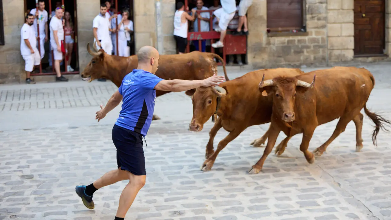 Vacas en Fiestas de Puente La Reina 2026. I&Ntilde;IGO ALZUGARAY