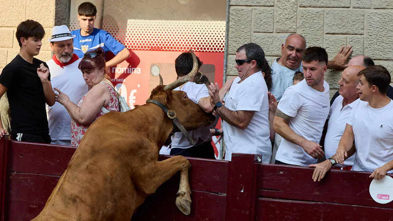 Vacas en Fiestas de Puente La Reina 2026. I&Ntilde;IGO ALZUGARAY
