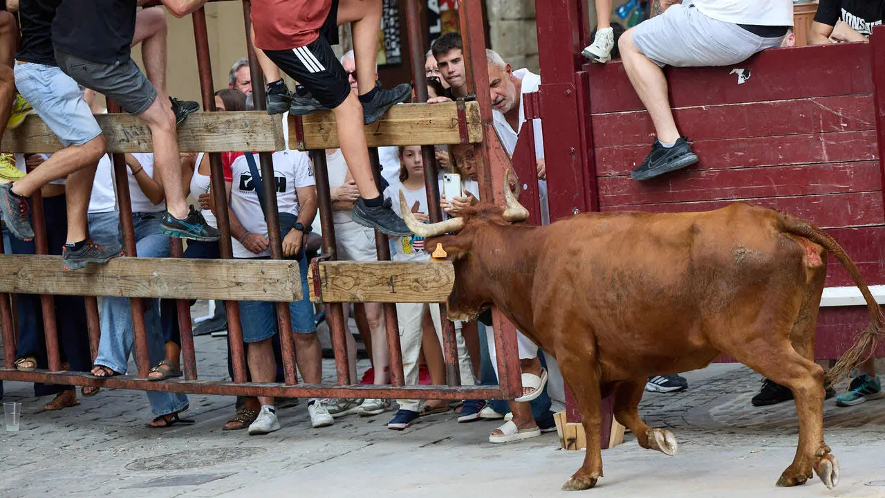 Vacas en Fiestas de Puente La Reina 2026. I&Ntilde;IGO ALZUGARAY