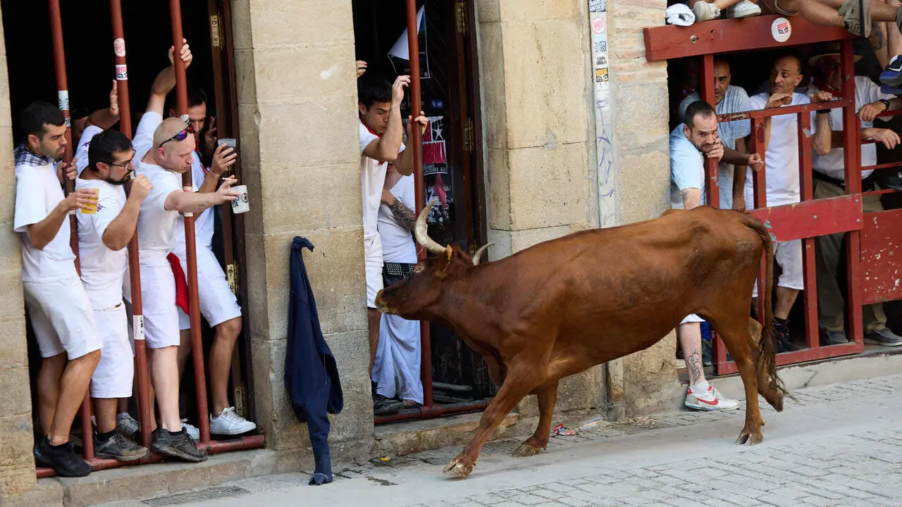 Vacas en Fiestas de Puente La Reina 2026. I&Ntilde;IGO ALZUGARAY