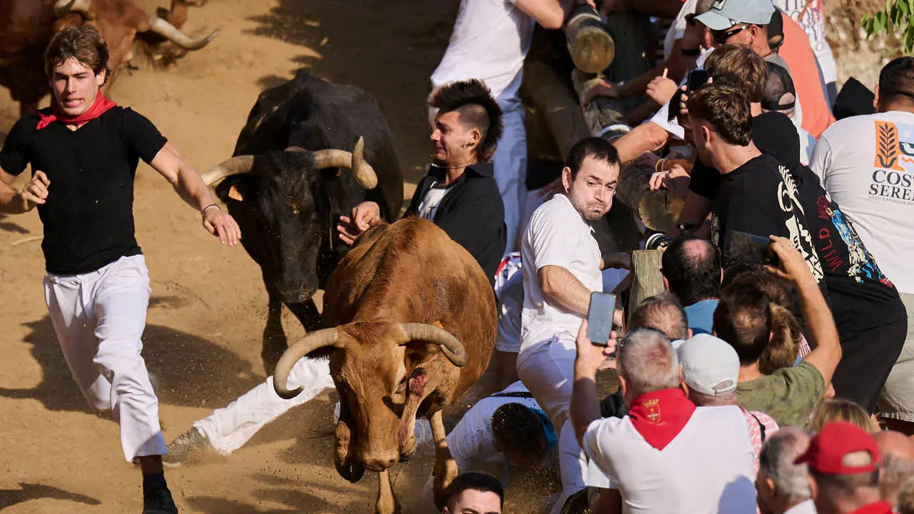 Segundo encierro del Pil&oacute;n de Falces 2026. PABLO LASAOSA