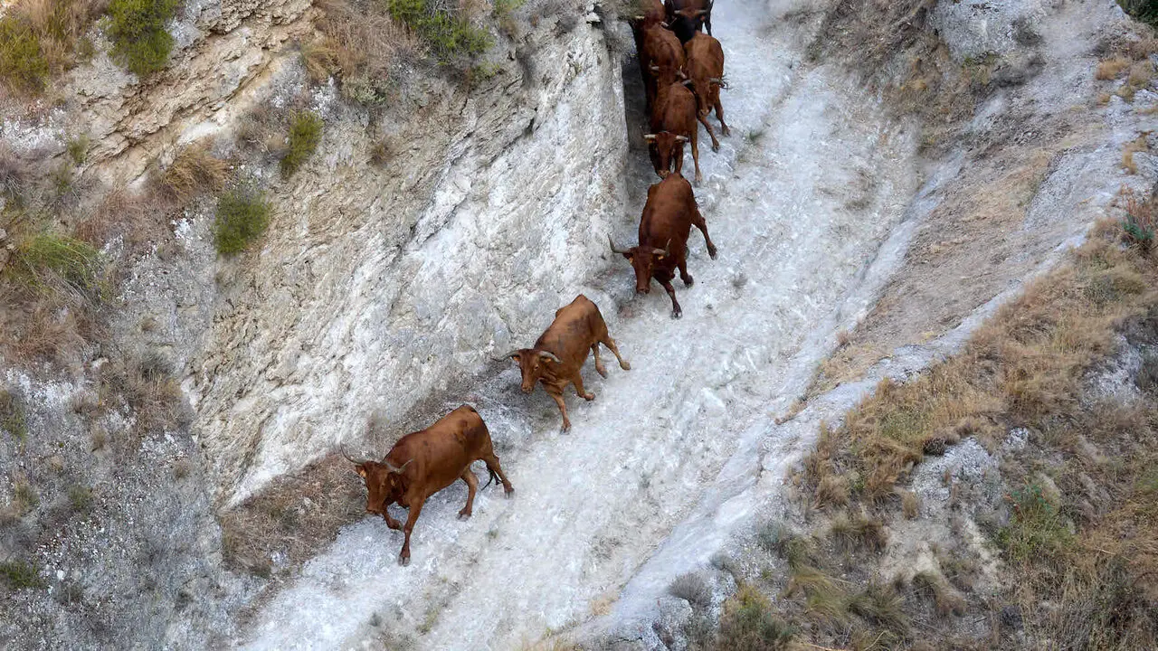 Cuarto encierro del Pil&oacute;n de Falces 2026. I&Ntilde;IGO ALZUGARAY