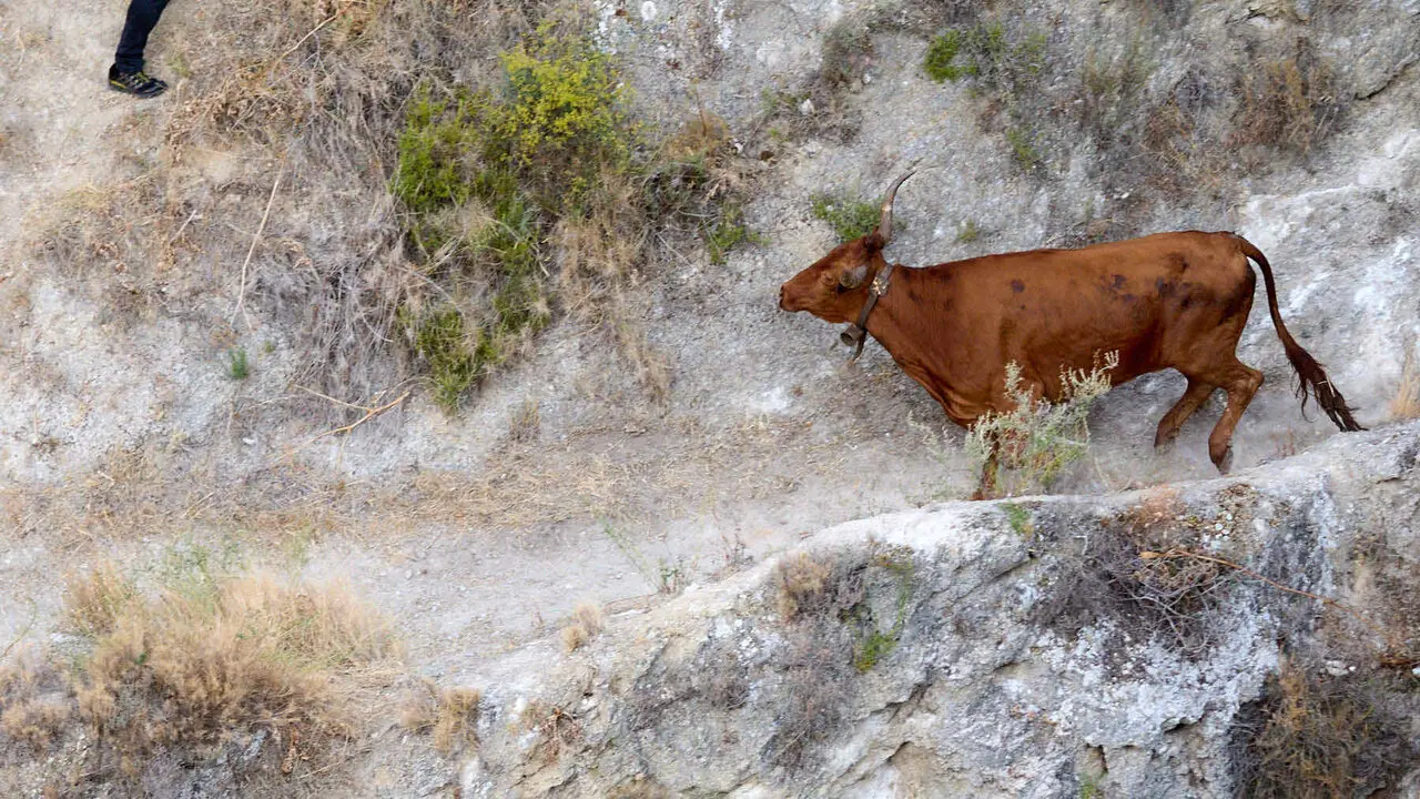 Cuarto encierro del Pil&oacute;n de Falces 2026. I&Ntilde;IGO ALZUGARAY