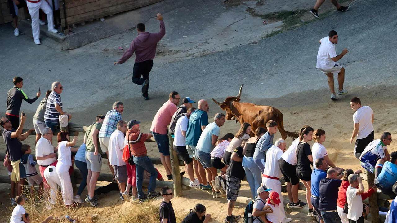 Cuarto encierro del Pil&oacute;n de Falces 2026. I&Ntilde;IGO ALZUGARAY