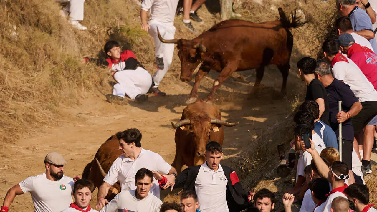 Cuarto encierro del Pil&oacute;n de Falces 2026. PABLO LASAOSA