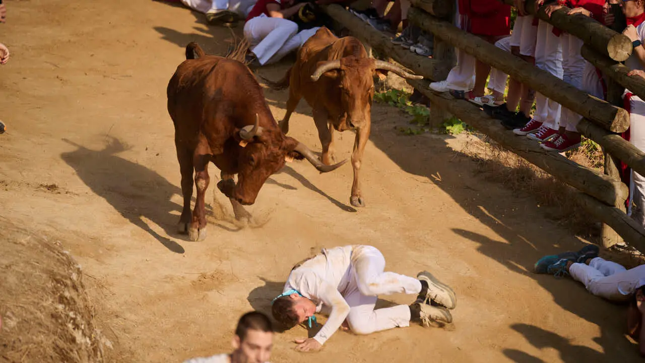 Cuarto encierro del Pil&oacute;n de Falces 2026. PABLO LASAOSA