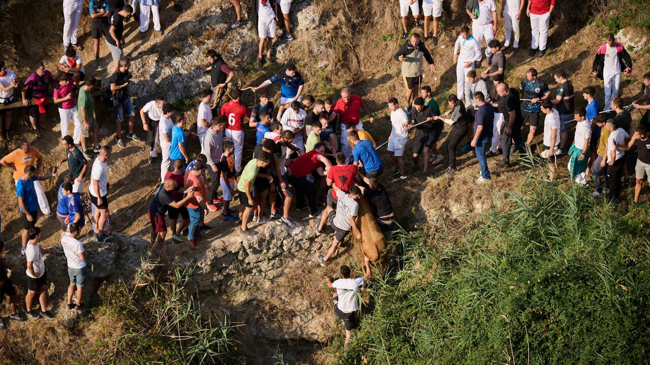 Quinto encierro del Pil&oacute;n de Falces 2026. PABLO LASAOSA