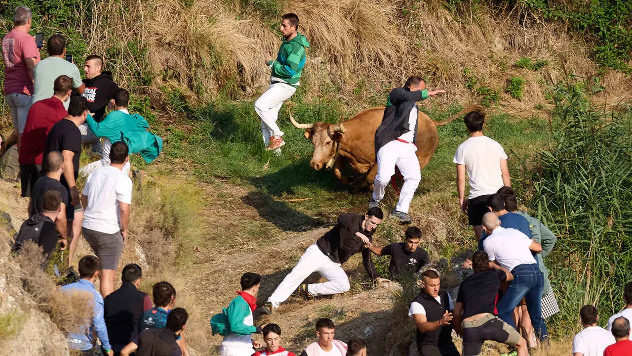 Quinto encierro del Pil&oacute;n de Falces 2026. I&Ntilde;IGO ALZUGARAY
