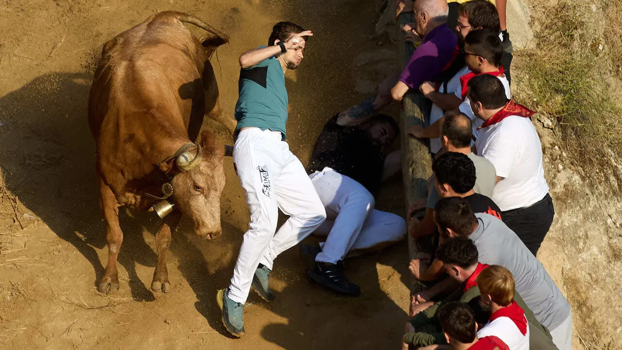 Quinto encierro del Pil&oacute;n de Falces 2026. I&Ntilde;IGO ALZUGARAY