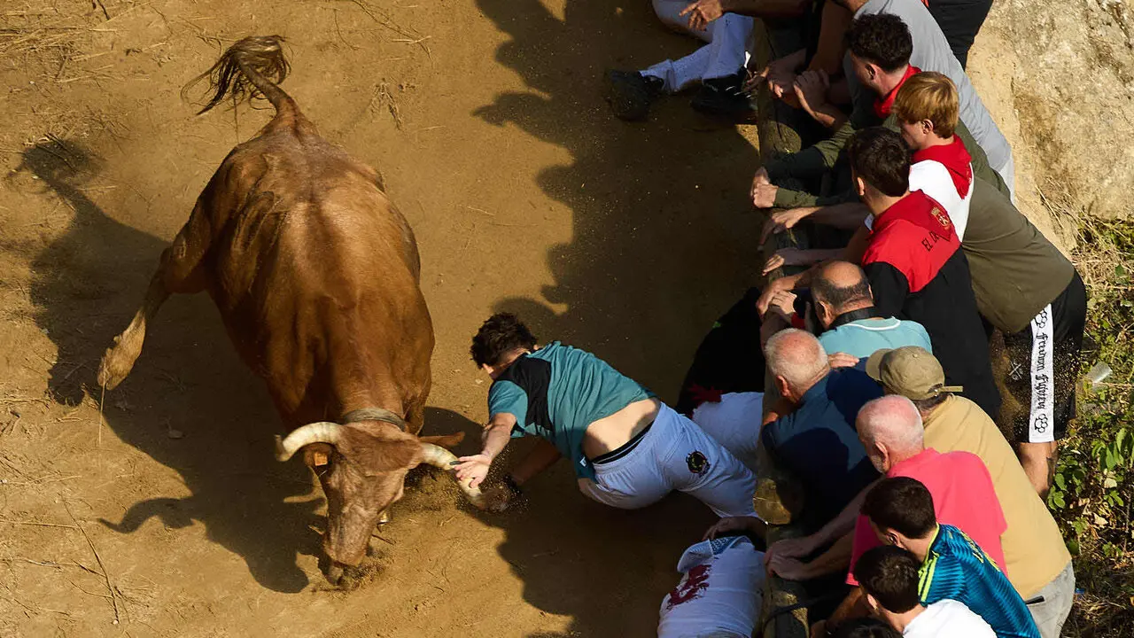 Quinto encierro del Pil&oacute;n de Falces 2026. I&Ntilde;IGO ALZUGARAY