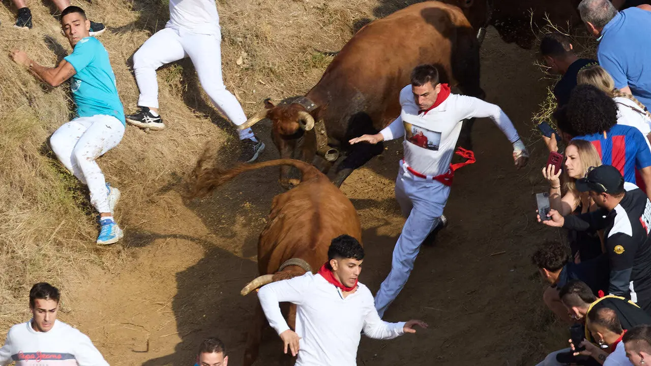 S&eacute;ptimo encierro del Pil&oacute;n de Falces 2026. I&Ntilde;IGO ALZUGARAY