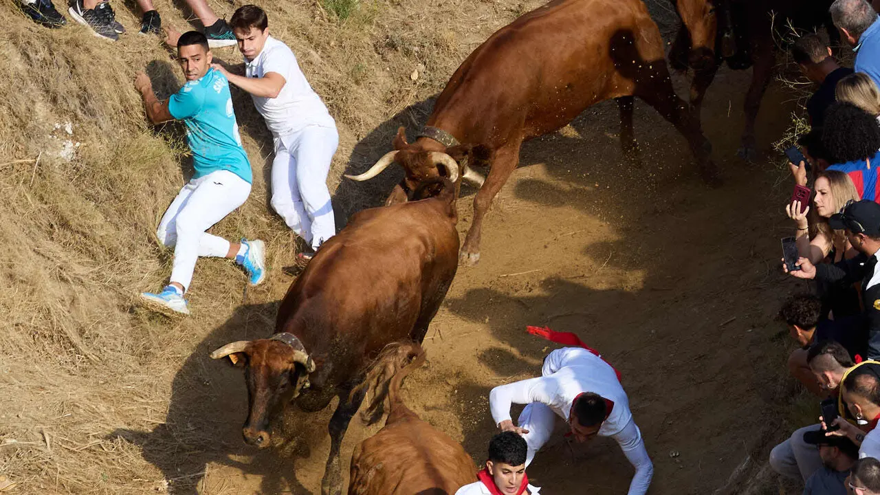 S&eacute;ptimo encierro del Pil&oacute;n de Falces 2026. I&Ntilde;IGO ALZUGARAY