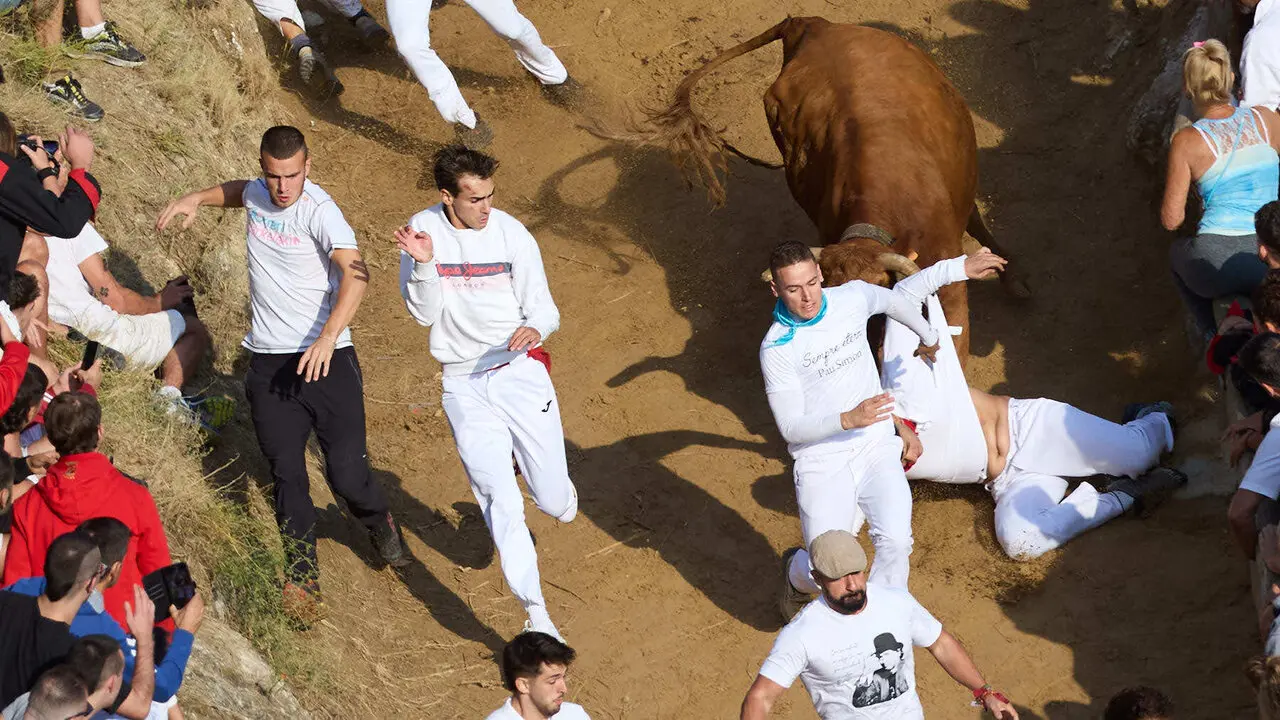 S&eacute;ptimo encierro del Pil&oacute;n de Falces 2026. I&Ntilde;IGO ALZUGARAY