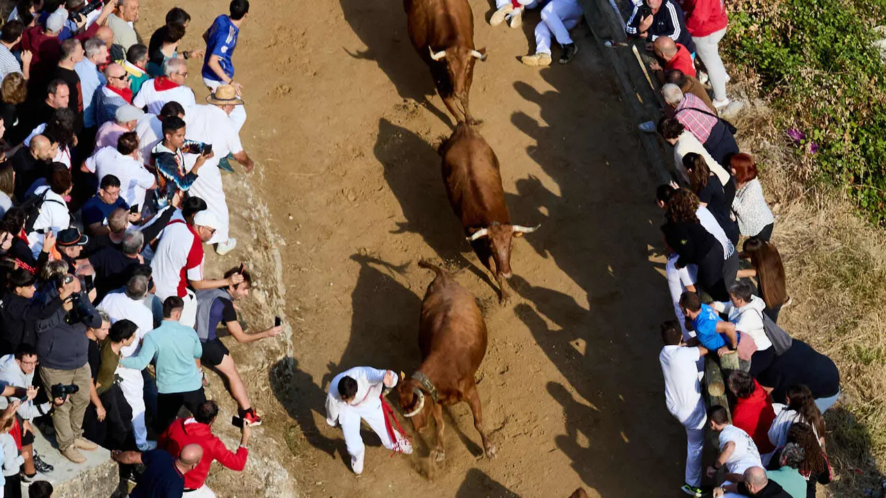 S&eacute;ptimo encierro del Pil&oacute;n de Falces 2026. I&Ntilde;IGO ALZUGARAY