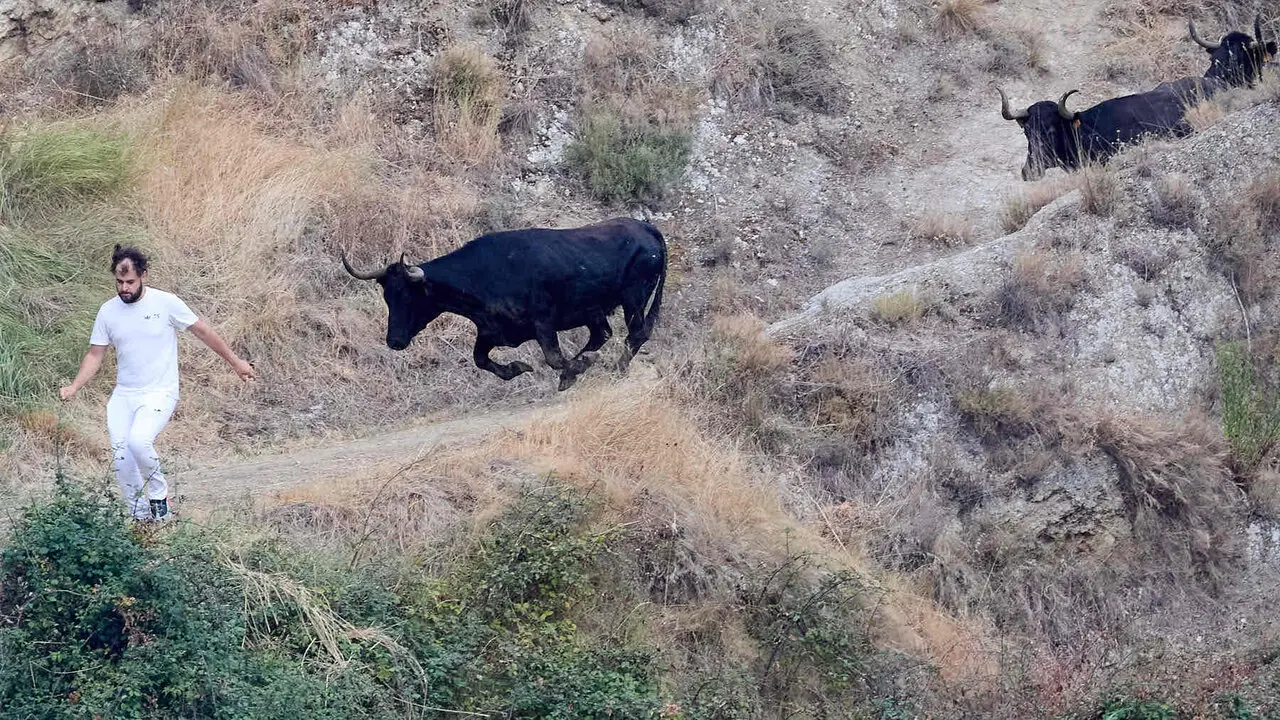 &Uacute;ltimo encierro del Pil&oacute;n de Falces 2026. I&Ntilde;IGO ALZUGARAY