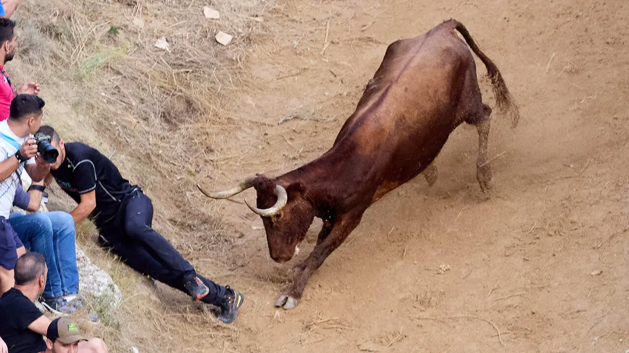 &Uacute;ltimo encierro del Pil&oacute;n de Falces 2026. I&Ntilde;IGO ALZUGARAY