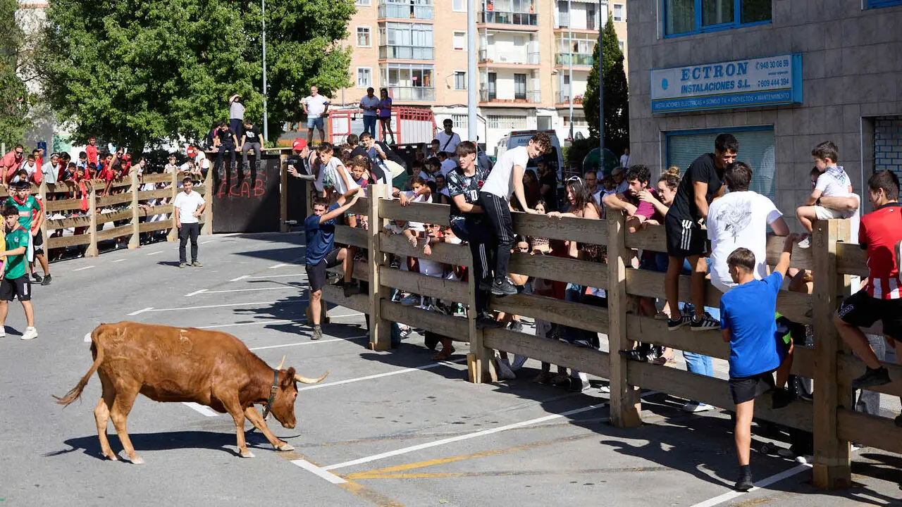 Suelta de vaquillas en las Fiestas de Berriozar 2026. I&Ntilde;IGO ALZUGARAY