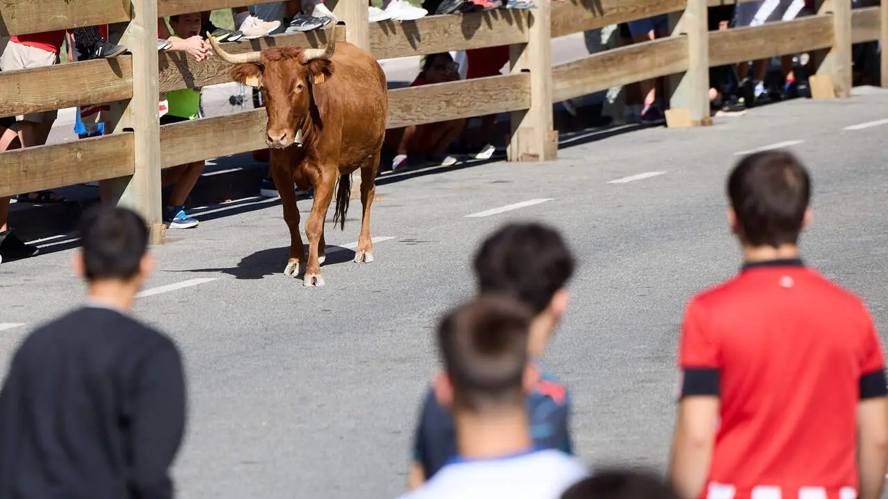 Suelta de vaquillas en las Fiestas de Berriozar 2026. I&Ntilde;IGO ALZUGARAY