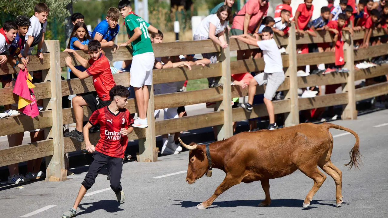 Suelta de vaquillas en las Fiestas de Berriozar 2026. I&Ntilde;IGO ALZUGARAY