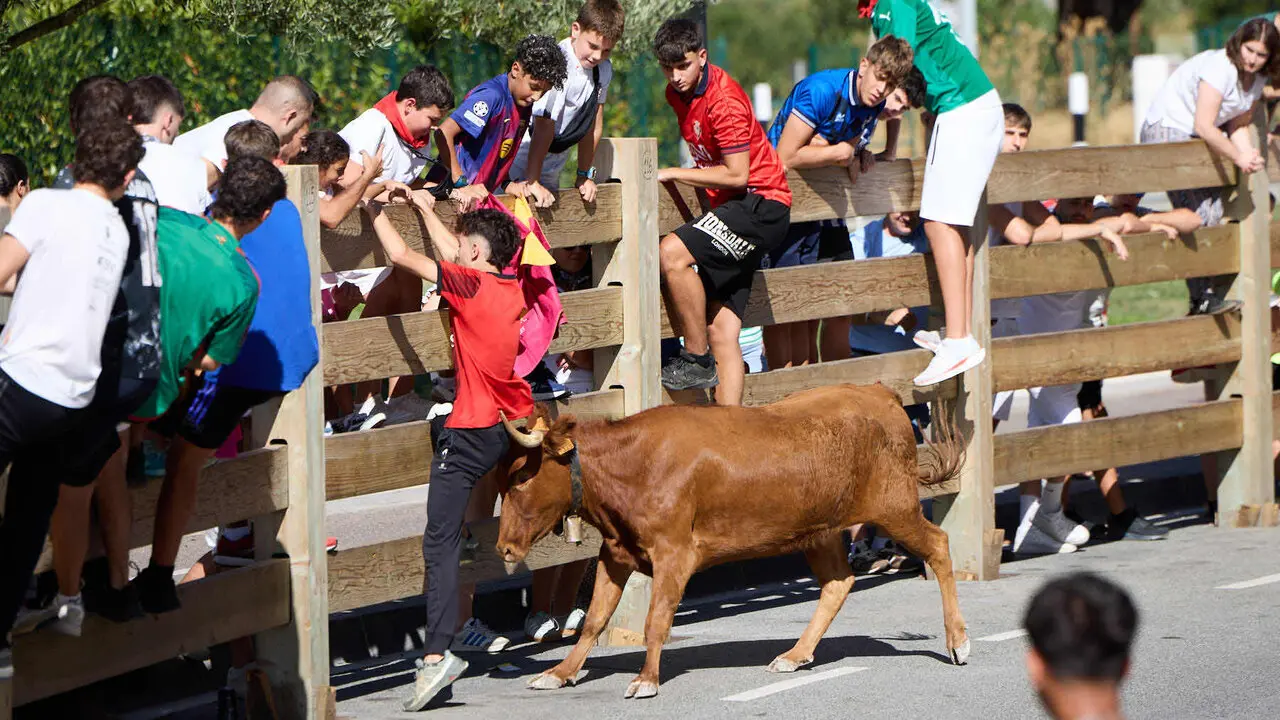 Suelta de vaquillas en las Fiestas de Berriozar 2026. I&Ntilde;IGO ALZUGARAY