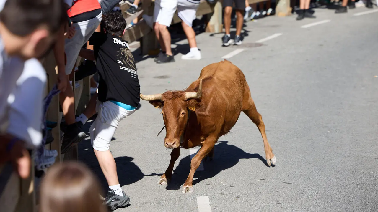 Suelta de vaquillas en las Fiestas de Berriozar 2026. I&Ntilde;IGO ALZUGARAY