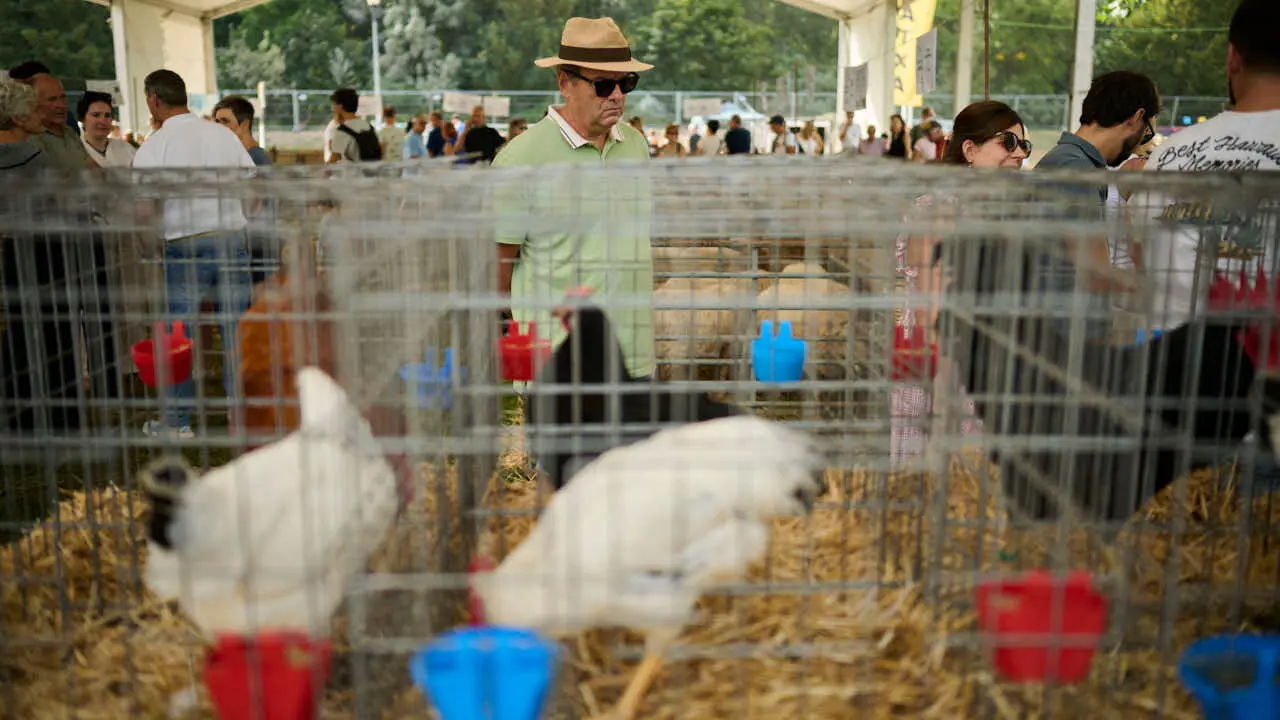 Feria ganadera &lsquo;Autentika&rsquo; en el Parque de la Runa de Pamplona. PABLO LASAOSA