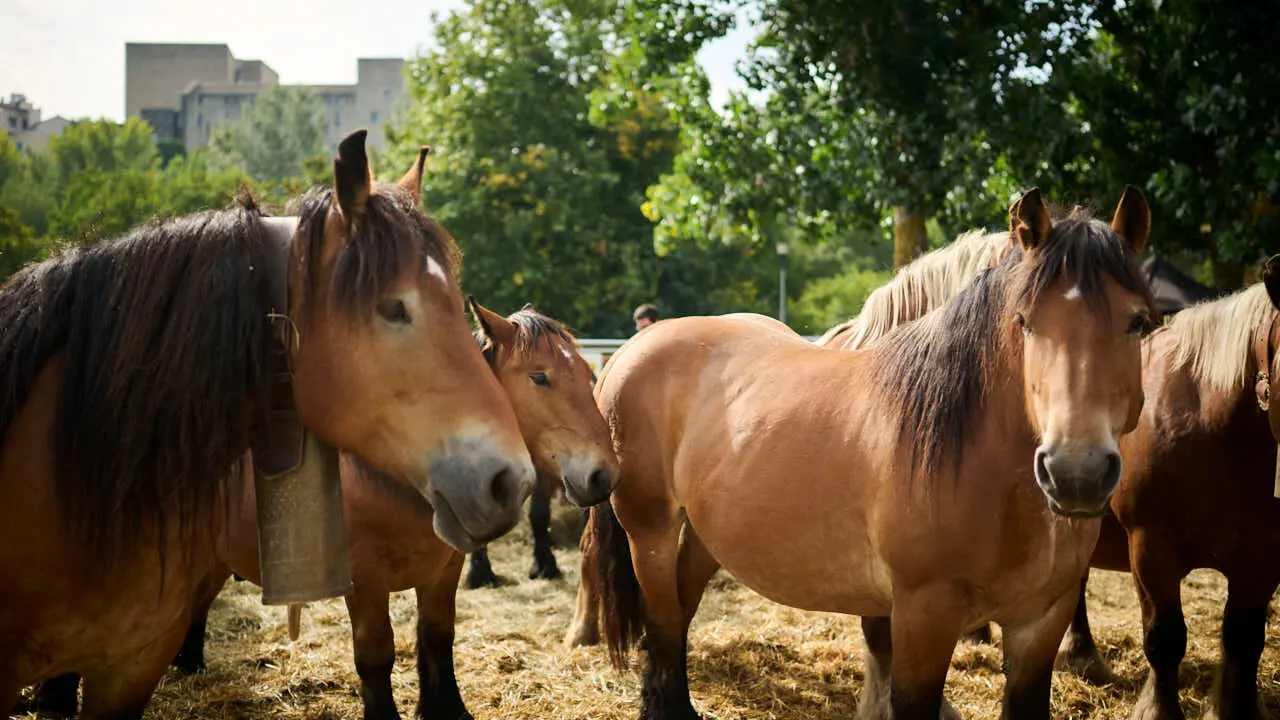 Feria ganadera &lsquo;Autentika&rsquo; en el Parque de la Runa de Pamplona. PABLO LASAOSA