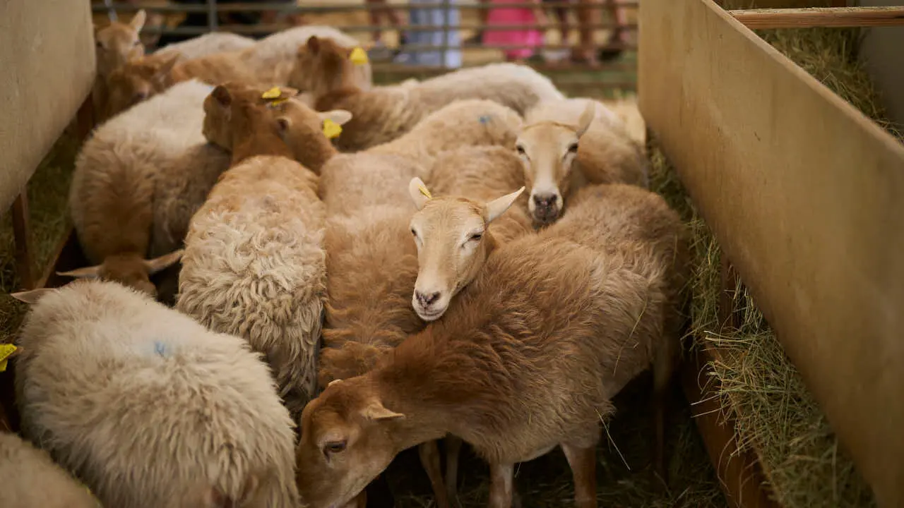 Feria ganadera &lsquo;Autentika&rsquo; en el Parque de la Runa de Pamplona. PABLO LASAOSA
