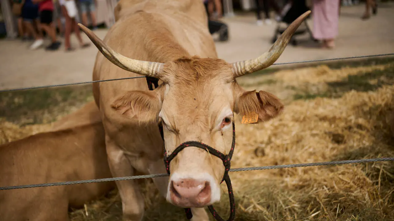 Feria ganadera &lsquo;Autentika&rsquo; en el Parque de la Runa de Pamplona. PABLO LASAOSA