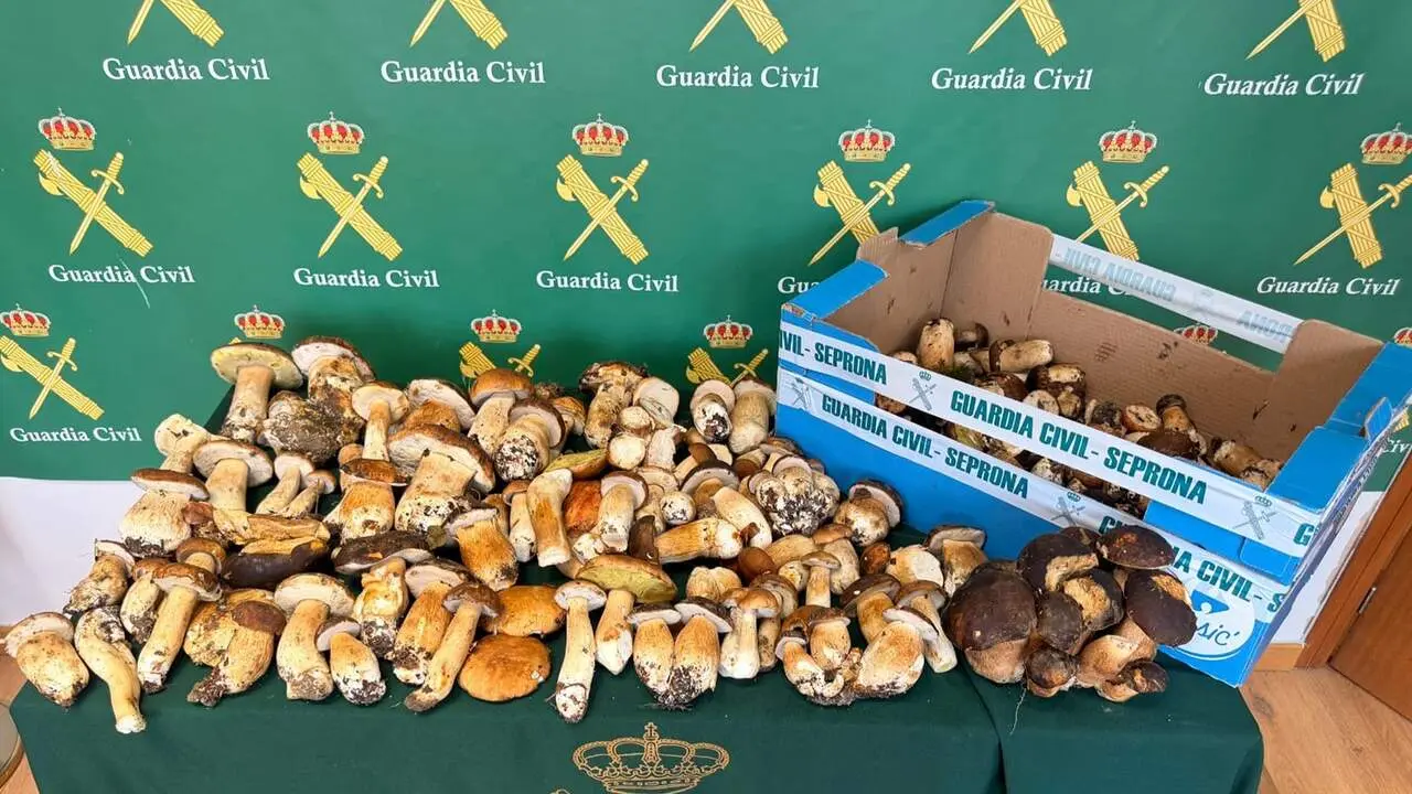 Imagen de las setas intervenidas por Guardia Civil. CEDIDA