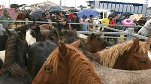 La feria de ganado