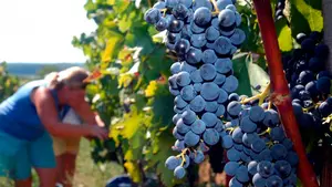 Buenas sensaciones en el arranque de la vendimia en Navarra, que prevé aumentar su producción