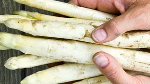 Agricultores navarros destapan un "fraude mayúsculo": acusan a las conserveras de pactar precios 'a la baja'