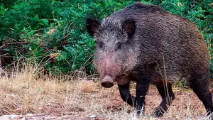 Condenan a la Administración a pagar los daños por el atropello de un jabalí