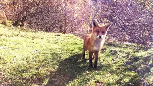 El Guarderío Forestal realiza estos días el censo de especies de Navarra