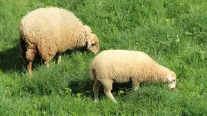 La UPNA desarrolla una herramienta para detectar encefalitis y sida en ovejas y cabras