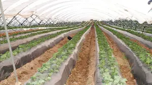 Detenidas nueve personas en Lorca y Mazarrón por explotar laboralmente a ciudadanos extranjeros