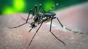 El virus Zika llega a Navarra: ya se ha confirmado una persona infectada