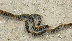 Advierten de la existencia de orugas procesionarias en los parques de Lezkairu