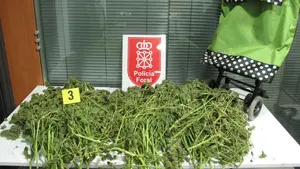 Abandonan una furgoneta con 190 plantas de marihuana en una carretera cercana a Mendavia