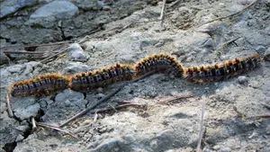 Las suaves temperaturas traen a Navarra más procesionaria del pino